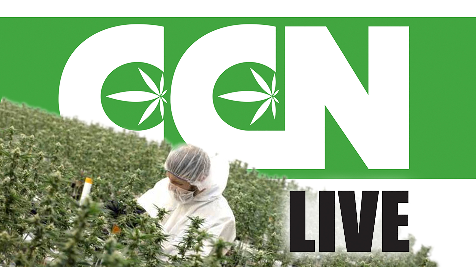 ccn-live-marijuana-task-farce